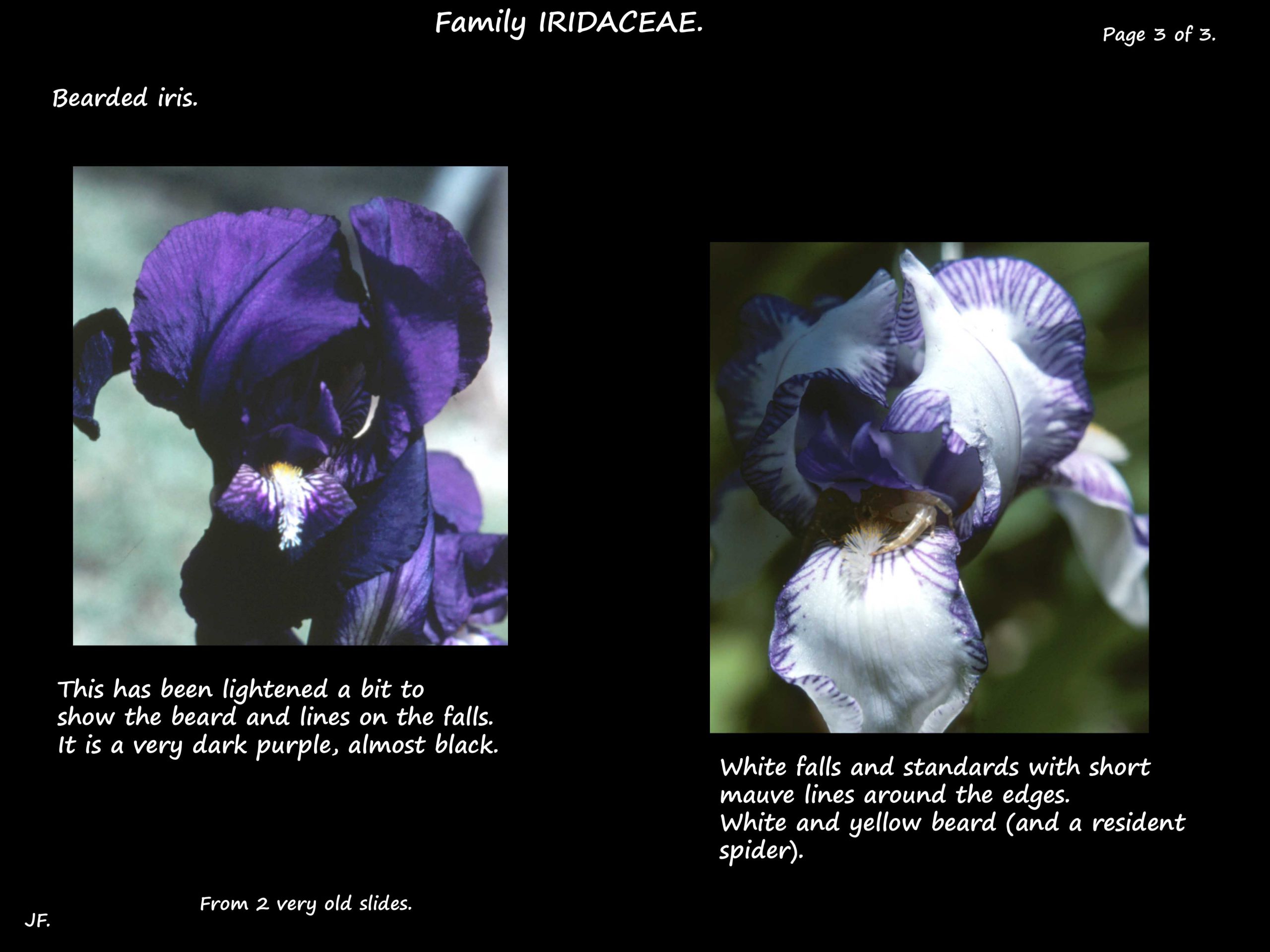 3 Deep purple bearded iris